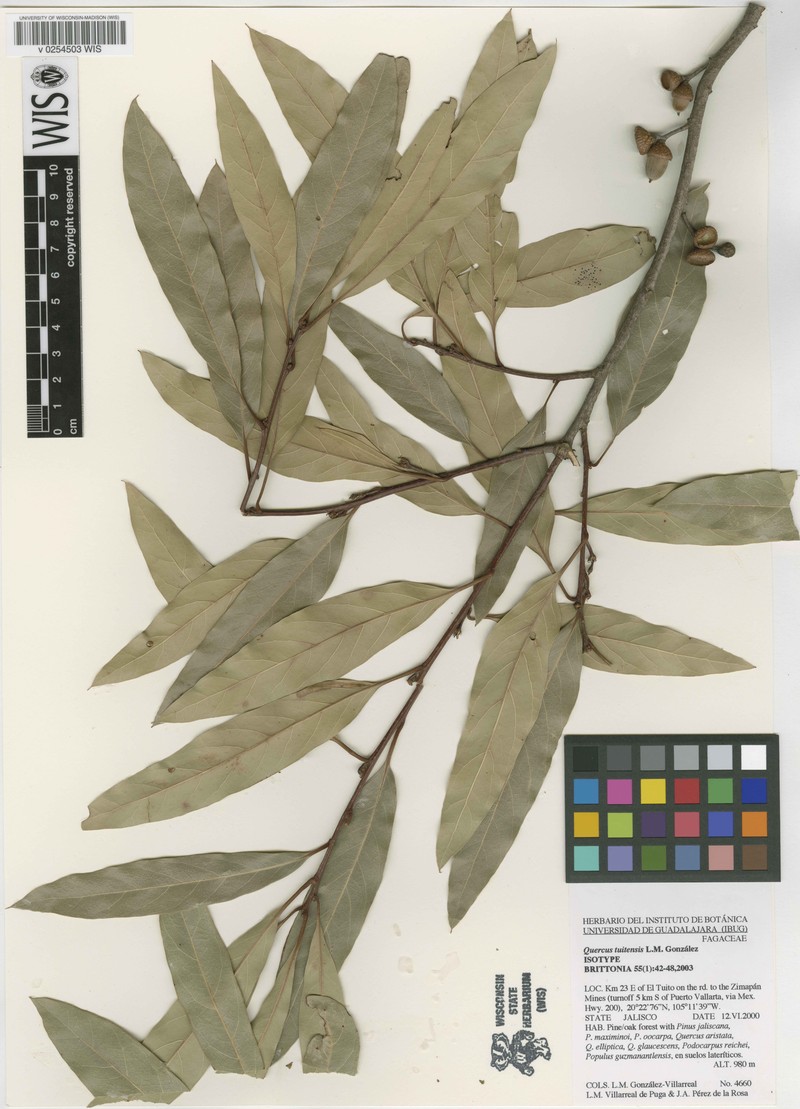 Quercus tuitensis photo 5