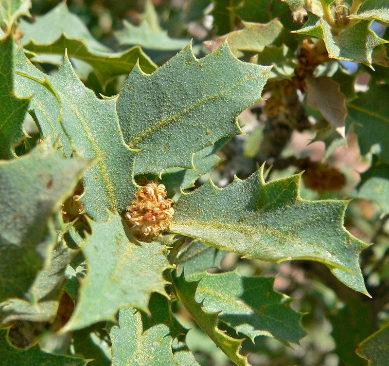 Sonoran Scrub Oak photo 2