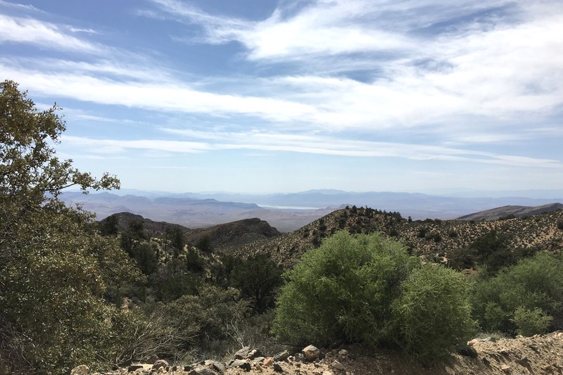 Sonoran Scrub Oak photo 2