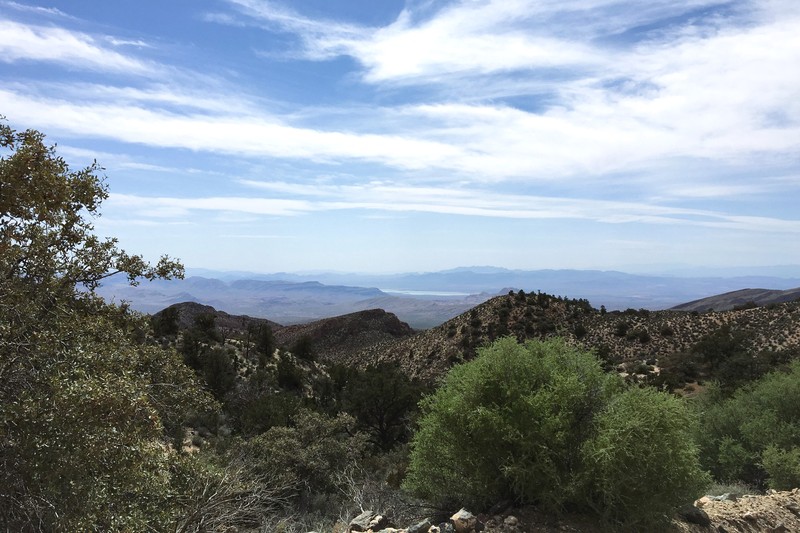 Sonoran Scrub Oak photo 3