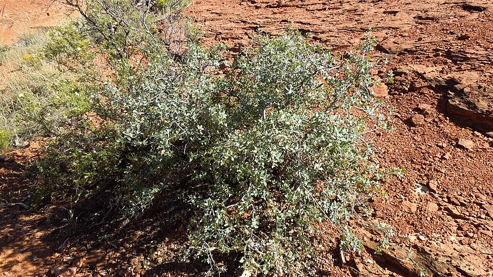 Sonoran Scrub Oak photo 7
