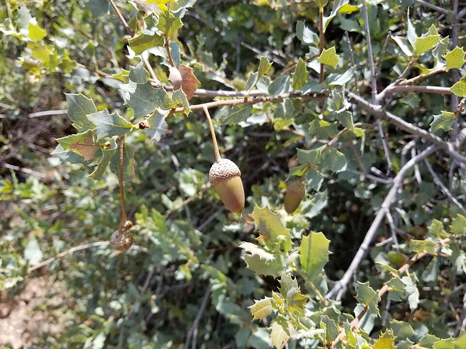 Sonoran Scrub Oak photo 8