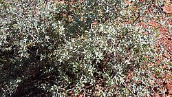 Sonoran Scrub Oak