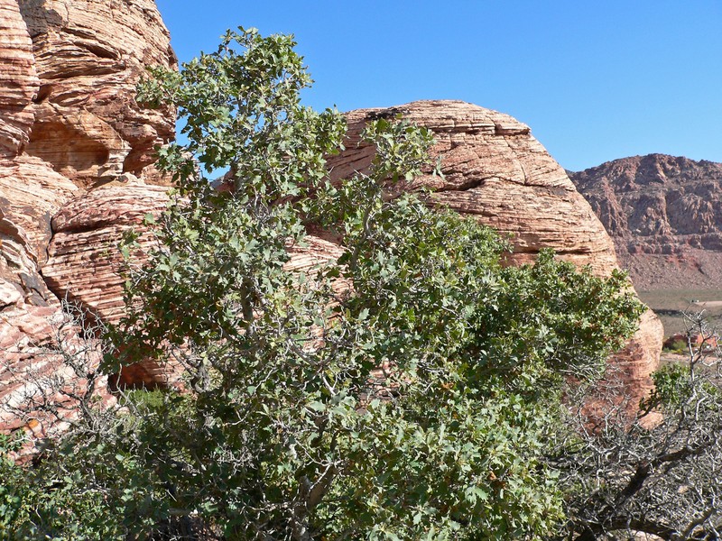Sonoran Scrub Oak photo 4