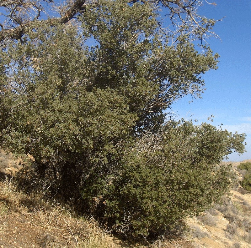 Sonoran Scrub Oak photo 5