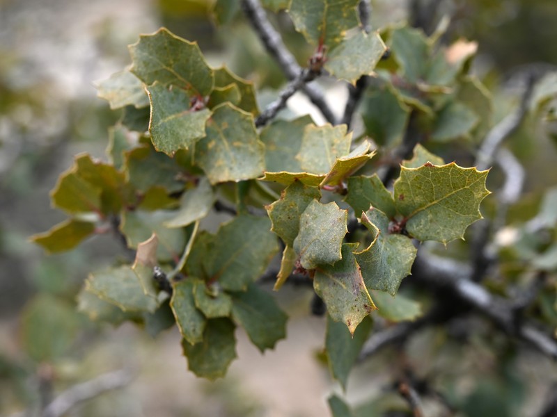 Sonoran Scrub Oak photo 6