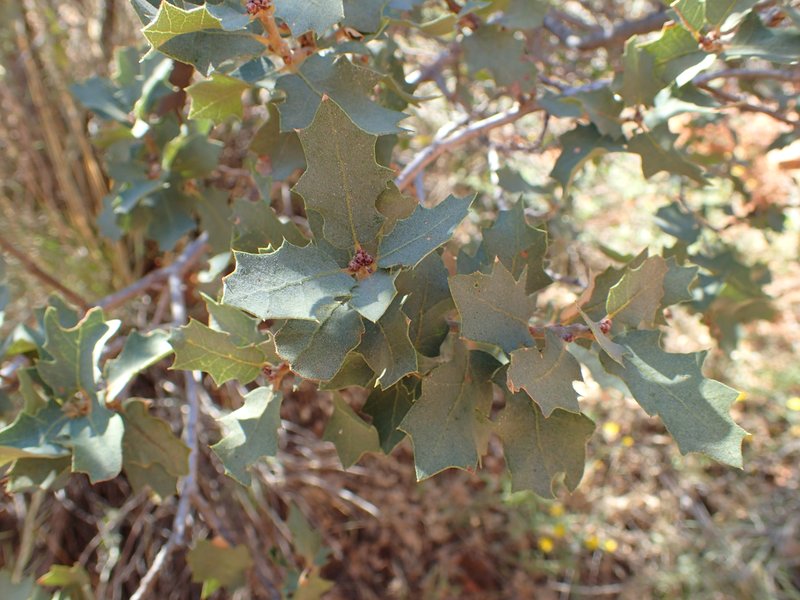 Sonoran Scrub Oak photo 7