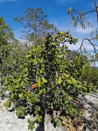 Quercus urbani