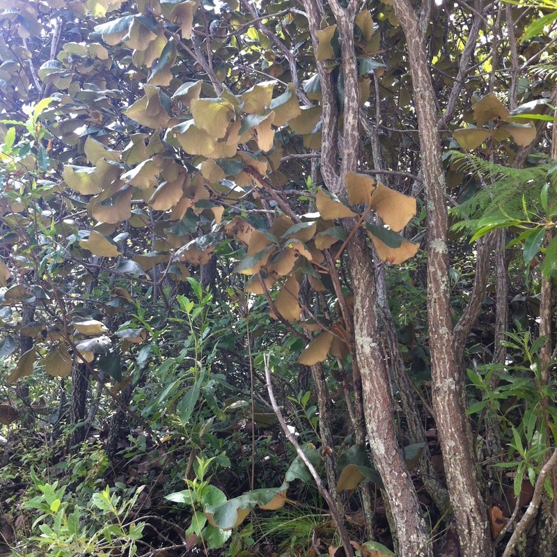 Quercus urbani photo 2