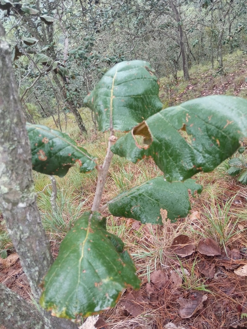 Quercus urbani photo 3