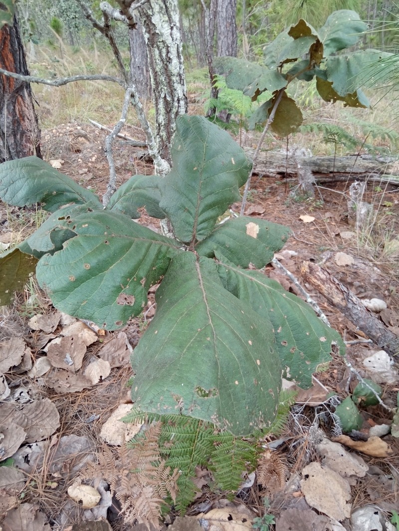 Quercus urbani photo 4