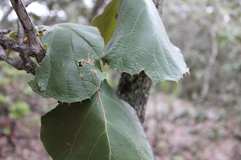 Quercus urbani photo 5
