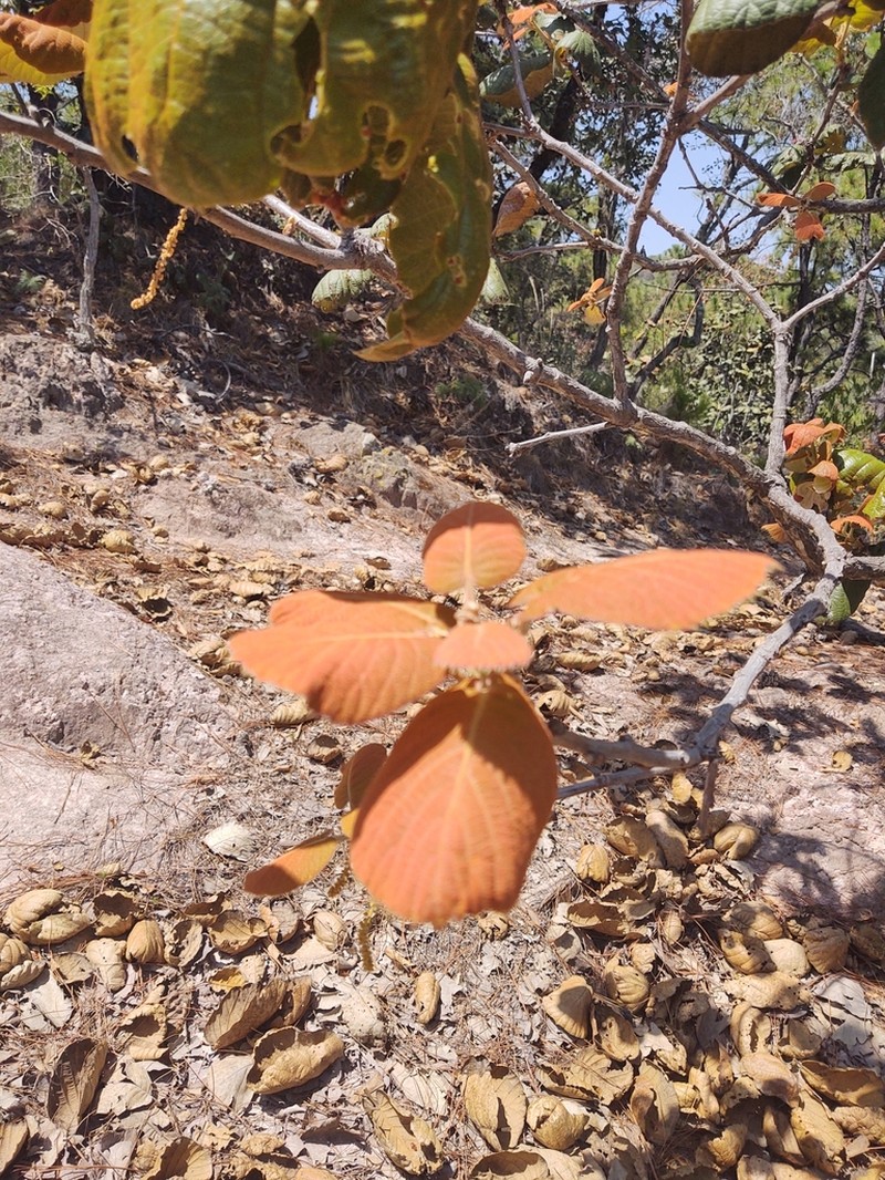 Quercus urbani photo 7