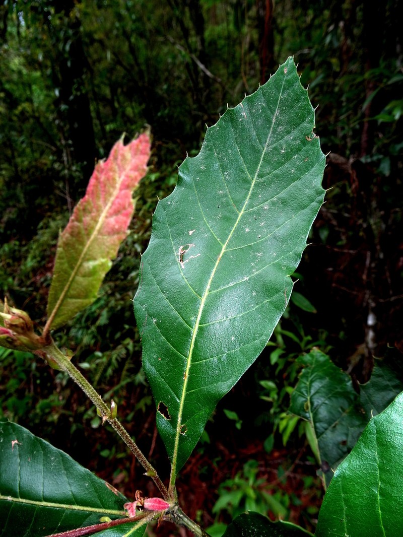 Quercus uxoris photo 2