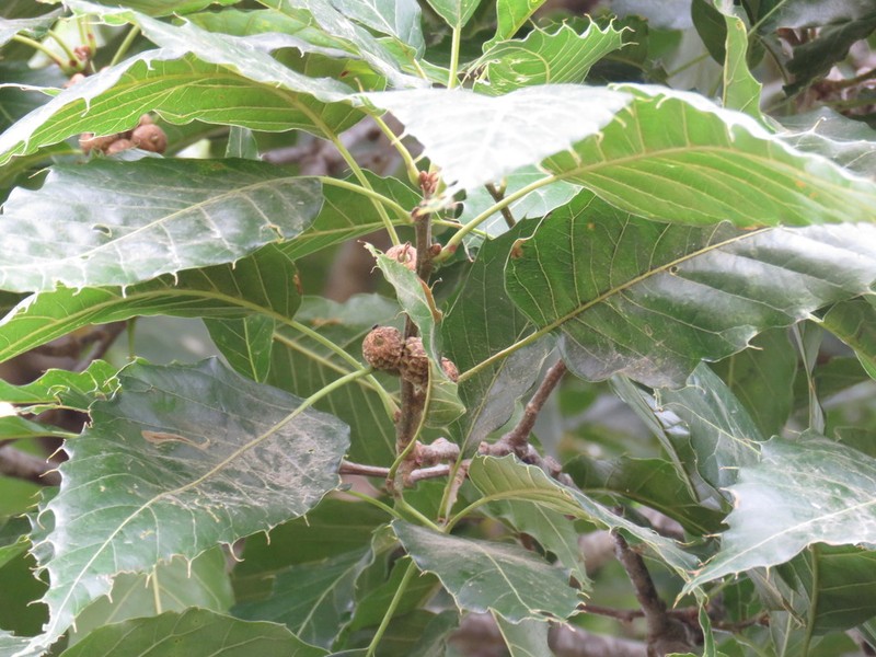 Quercus uxoris photo 3