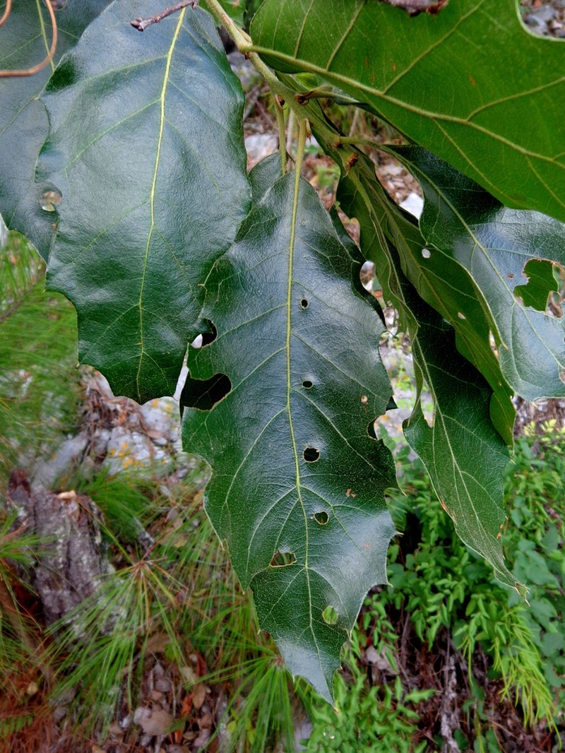 Quercus uxoris photo 4