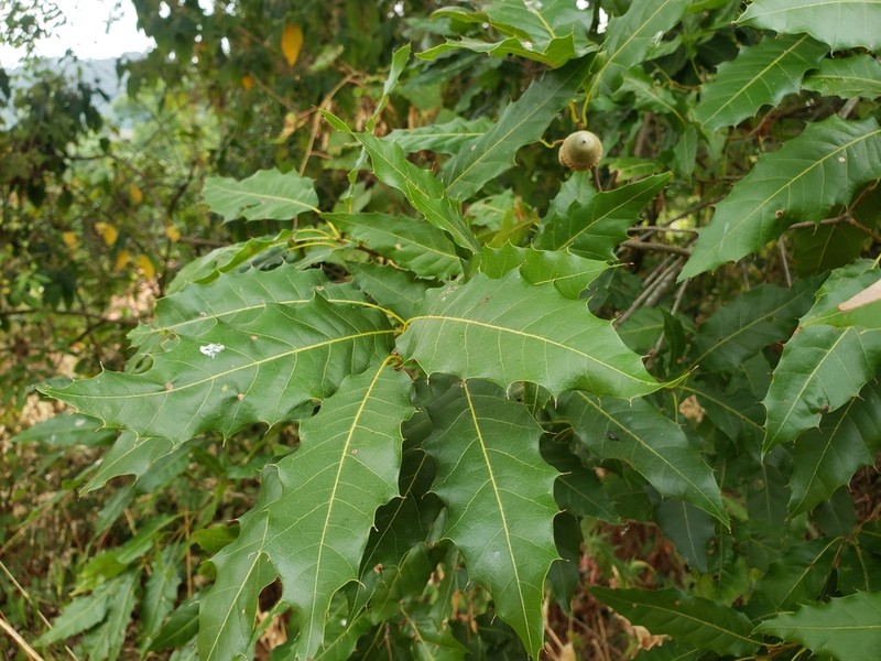 Quercus uxoris photo 5