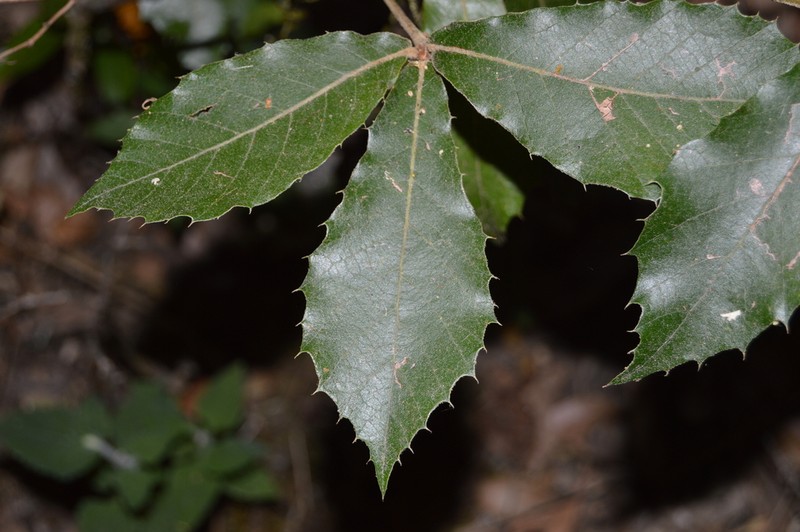 Quercus uxoris photo 6