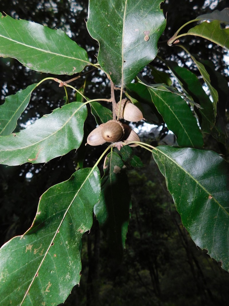 Quercus uxoris photo 7