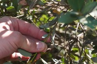 Huckleberry Oak