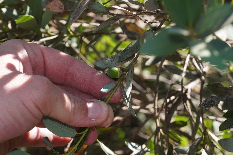 Huckleberry Oak