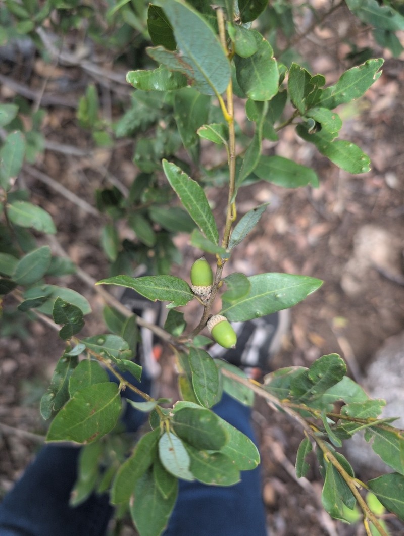 Huckleberry Oak photo 3