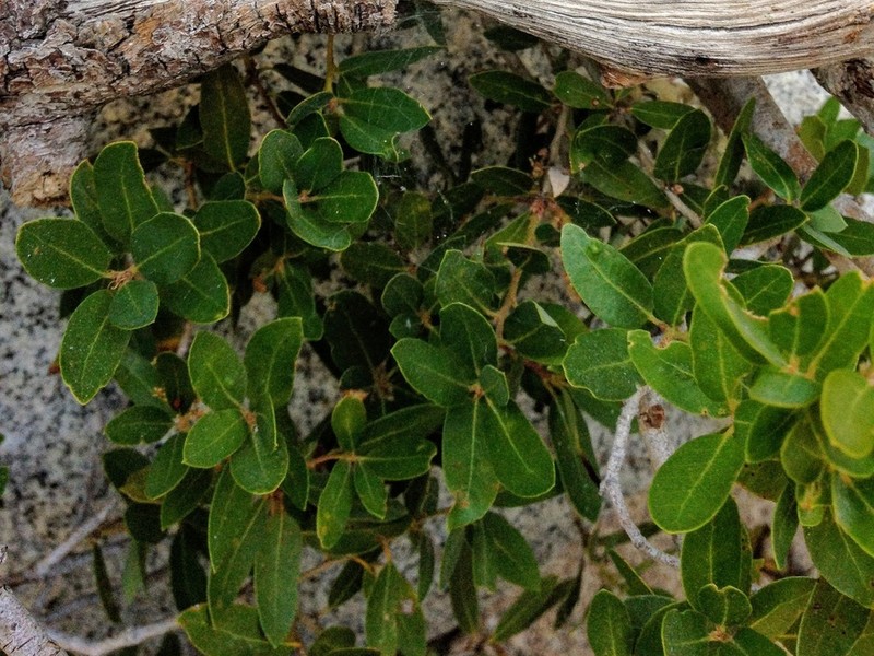 Huckleberry Oak photo 5