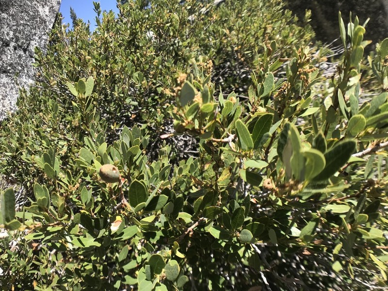 Huckleberry Oak photo 6