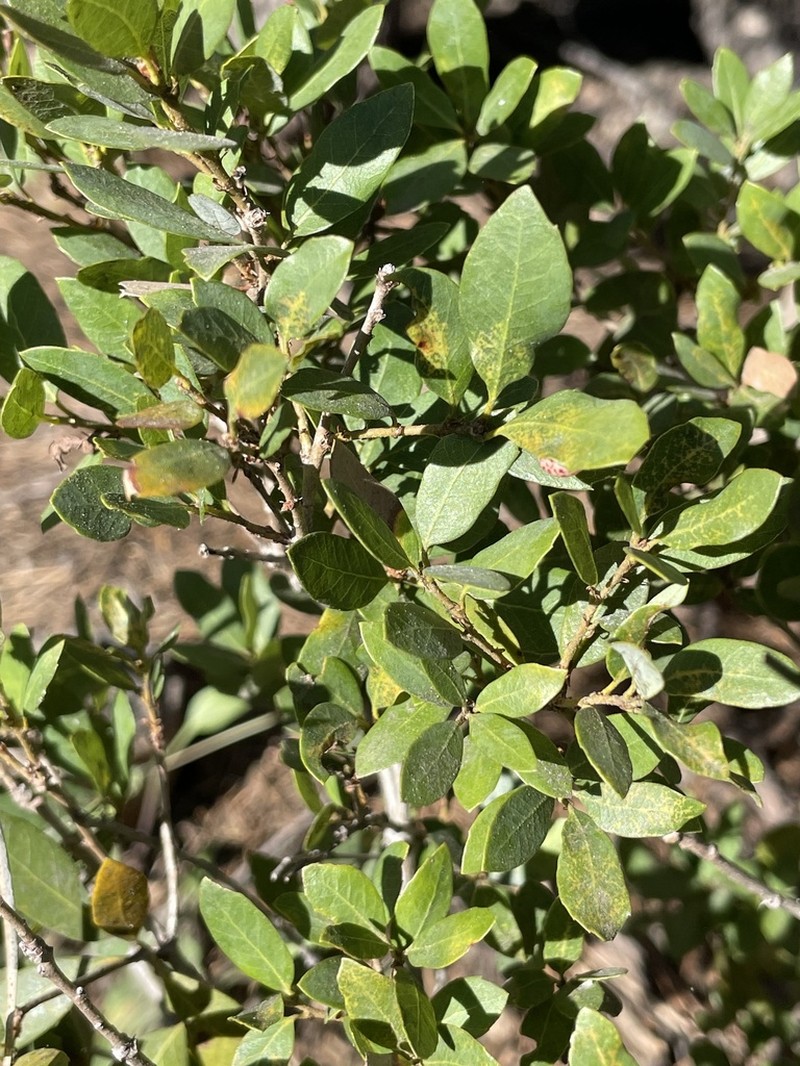 Huckleberry Oak photo 7