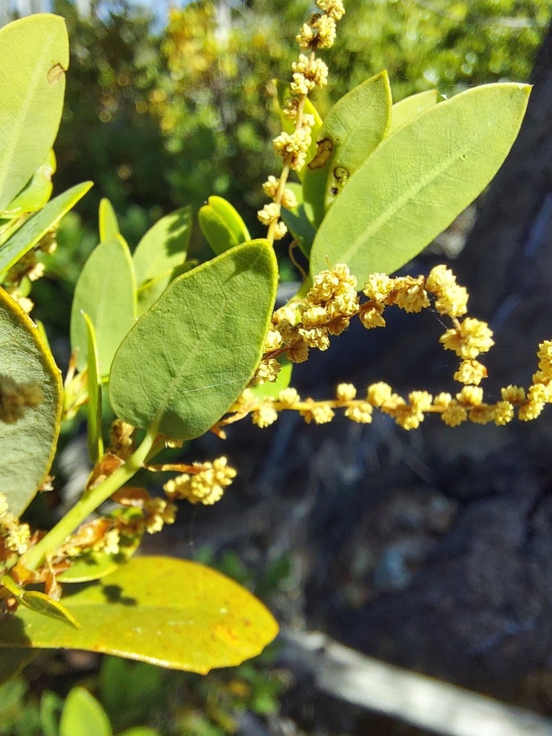 Huckleberry Oak photo 8