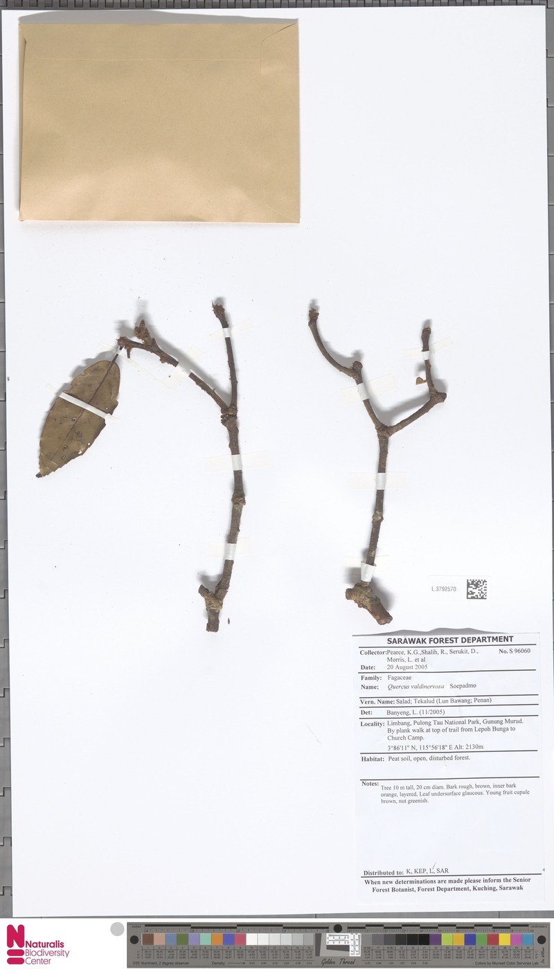 Quercus valdinervosa