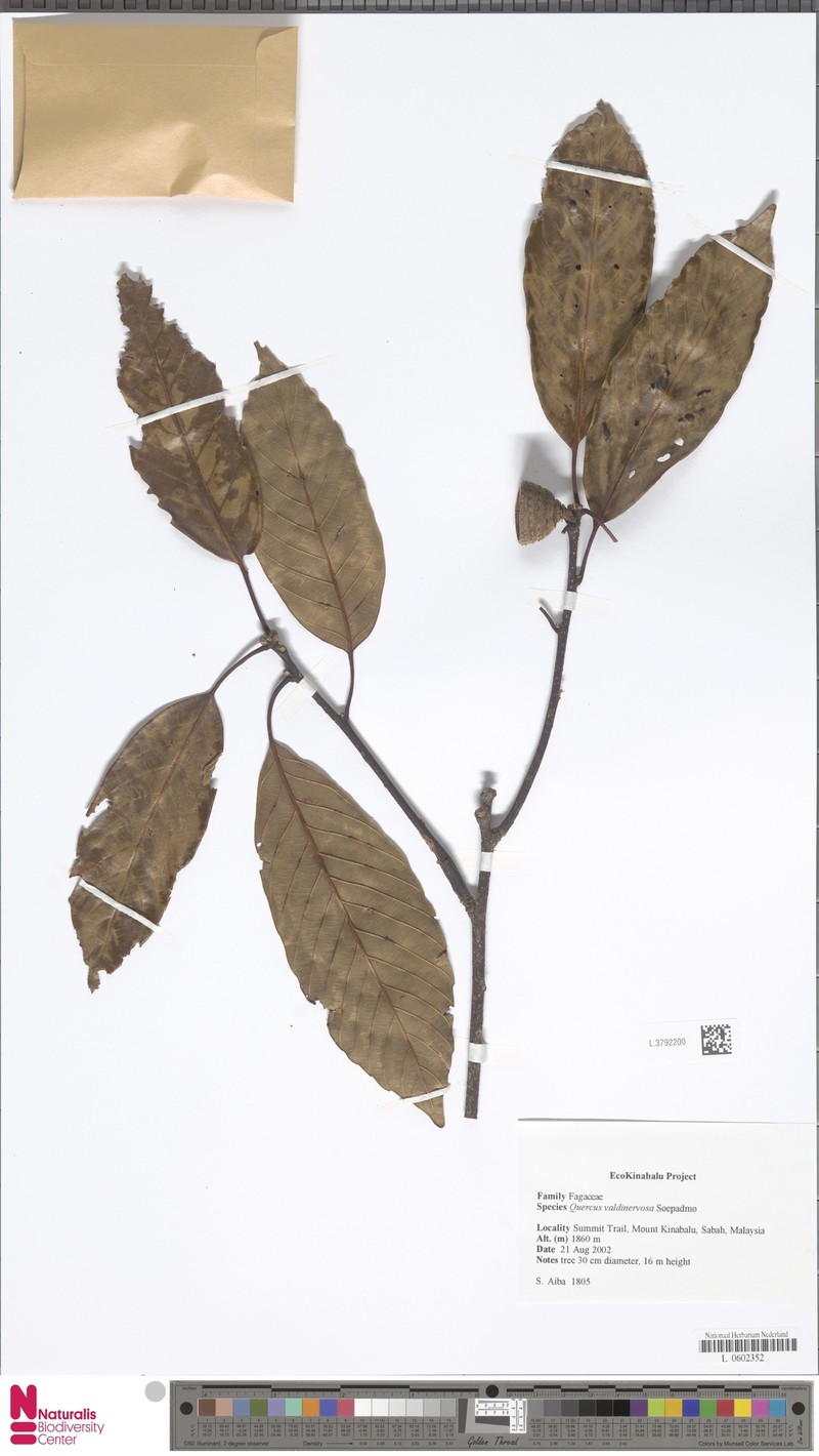 Quercus valdinervosa photo 2