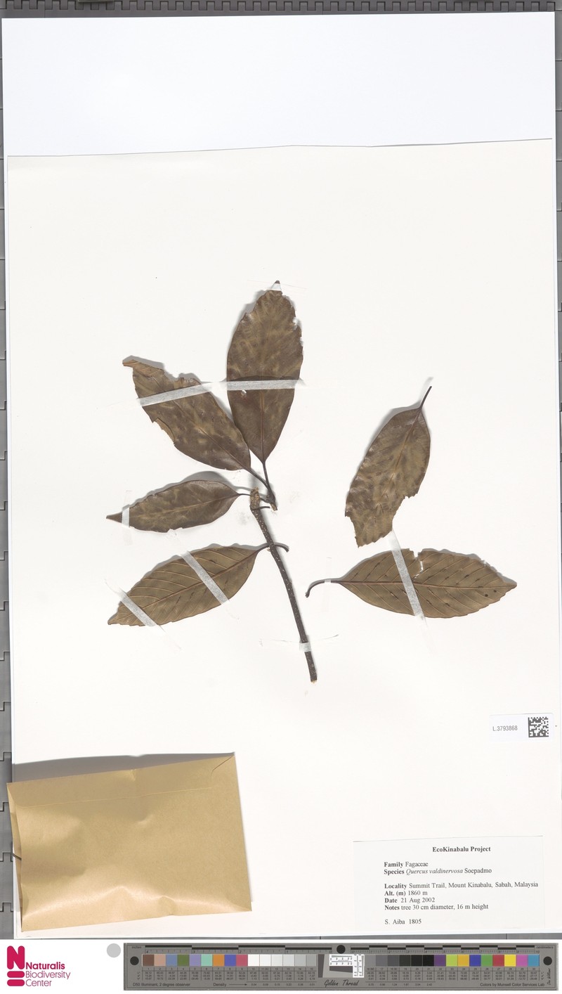 Quercus valdinervosa photo 3
