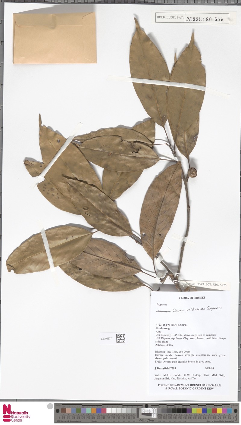 Quercus valdinervosa photo 4