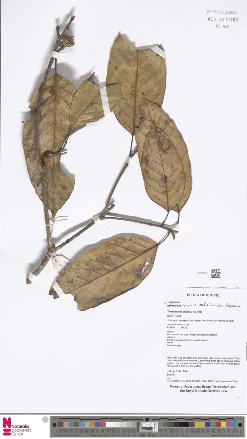 Quercus valdinervosa photo 5