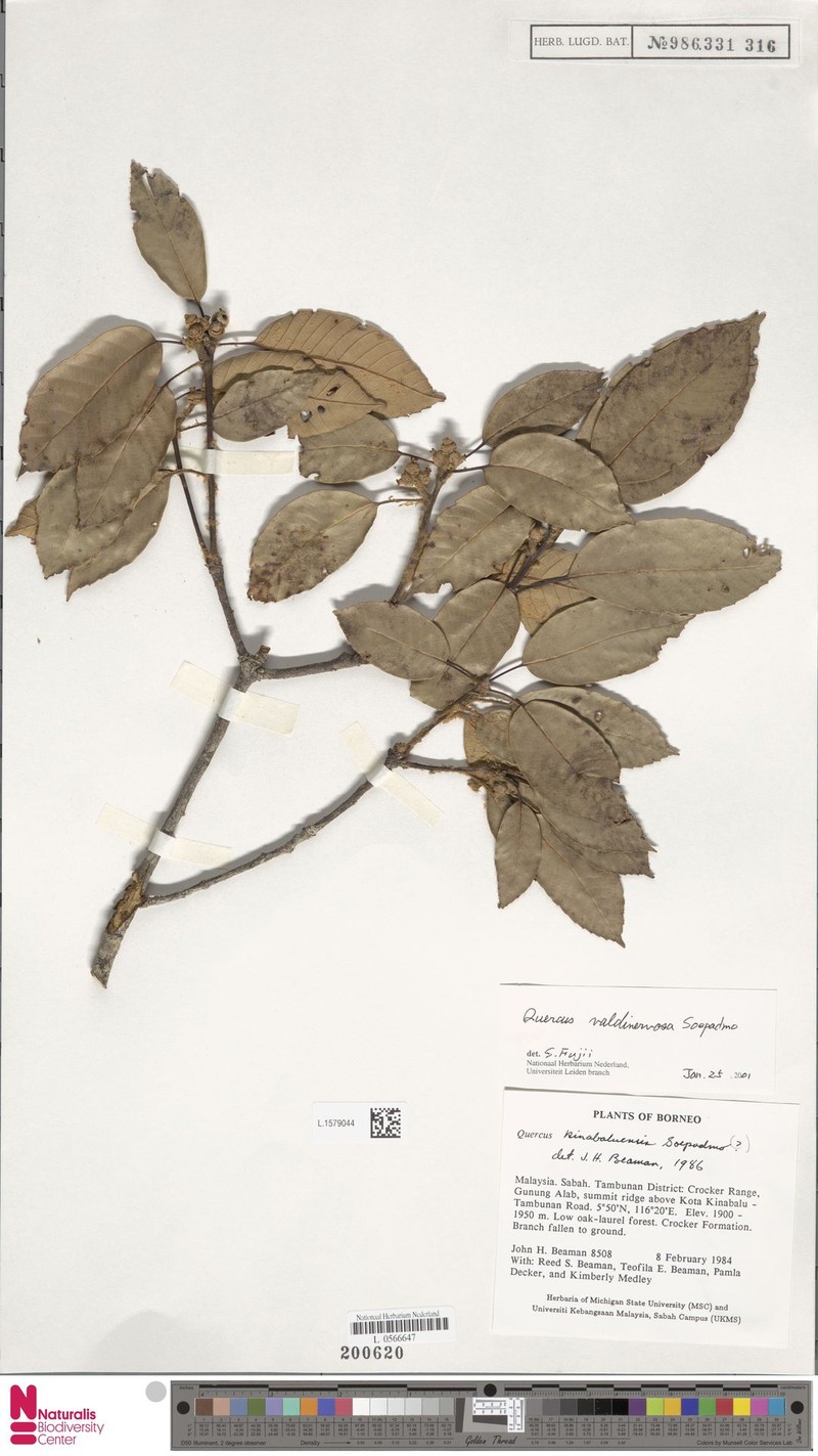 Quercus valdinervosa photo 6