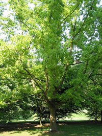 Chinese Cork Oak