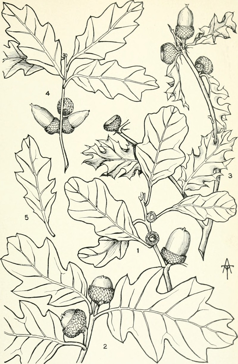 Sandpaper Oak photo 2