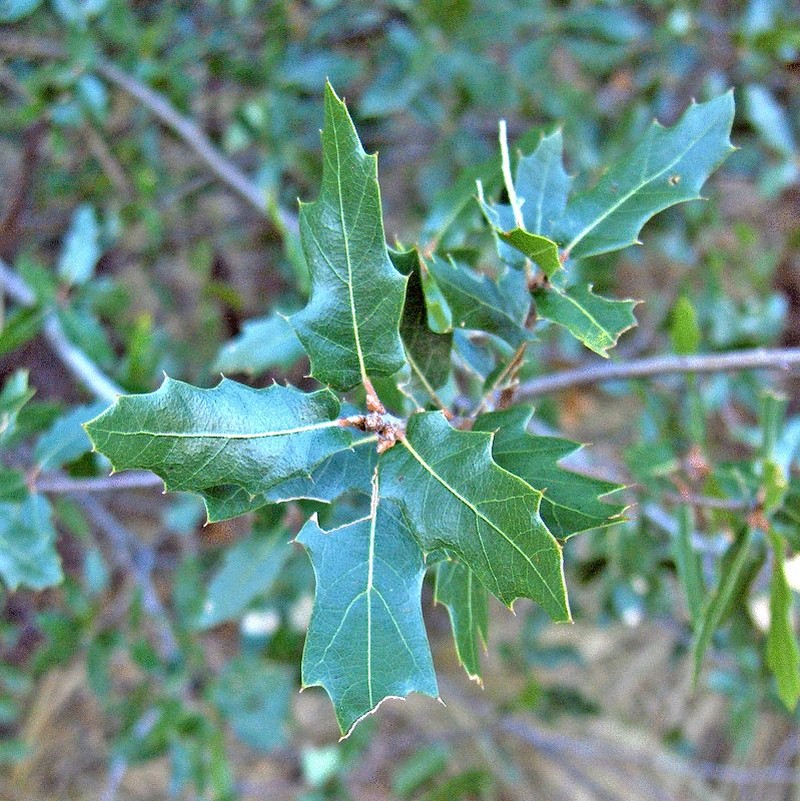 Sandpaper Oak
