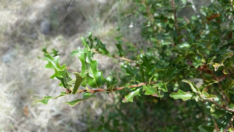 Sandpaper Oak photo 3
