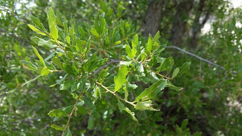 Sandpaper Oak photo 4