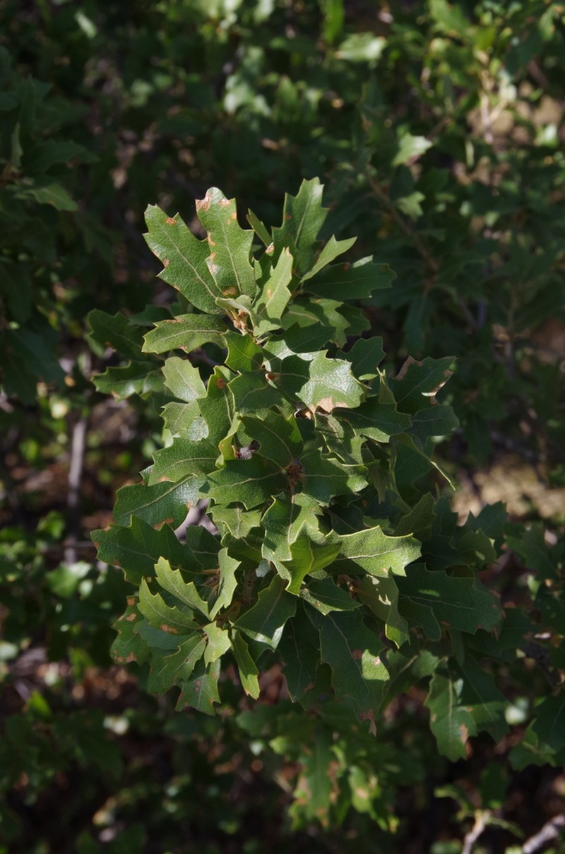 Sandpaper Oak photo 5