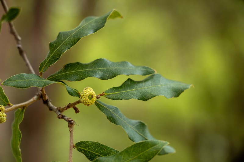 Sandpaper Oak photo 7