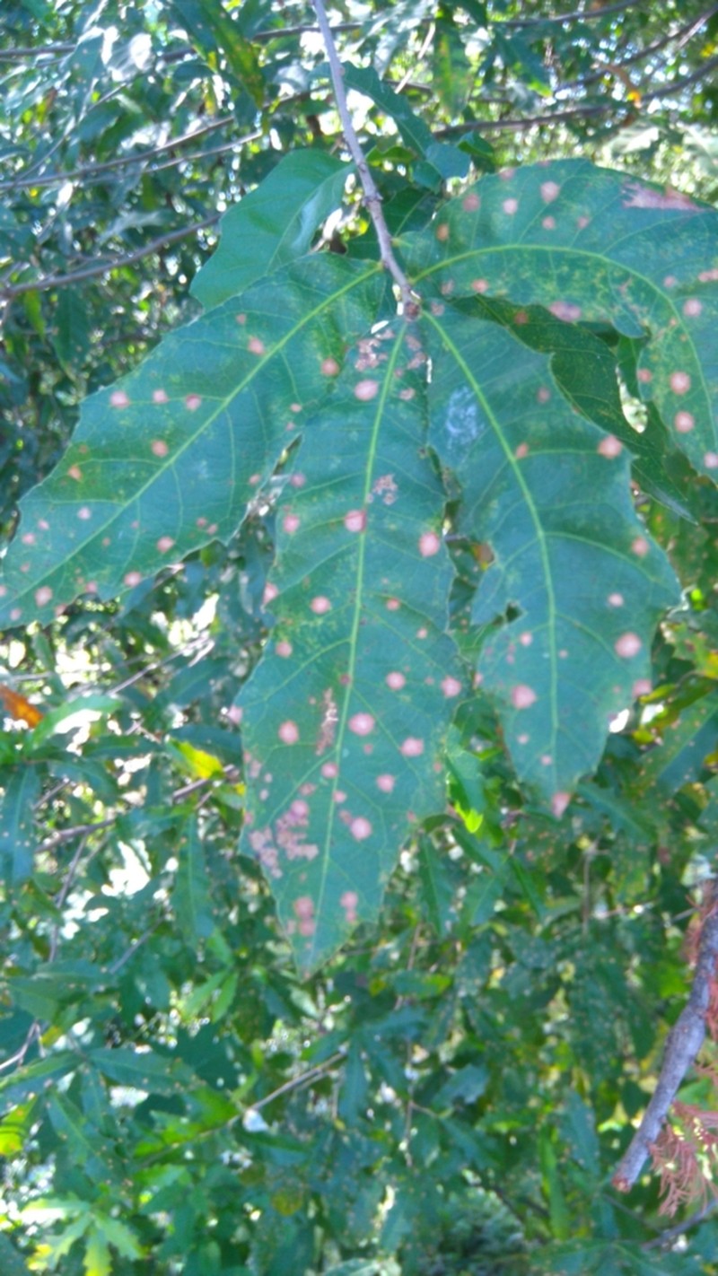 Sandpaper Oak photo 8
