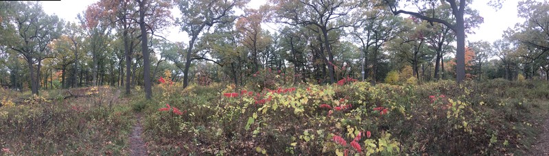 Black Oak photo 3