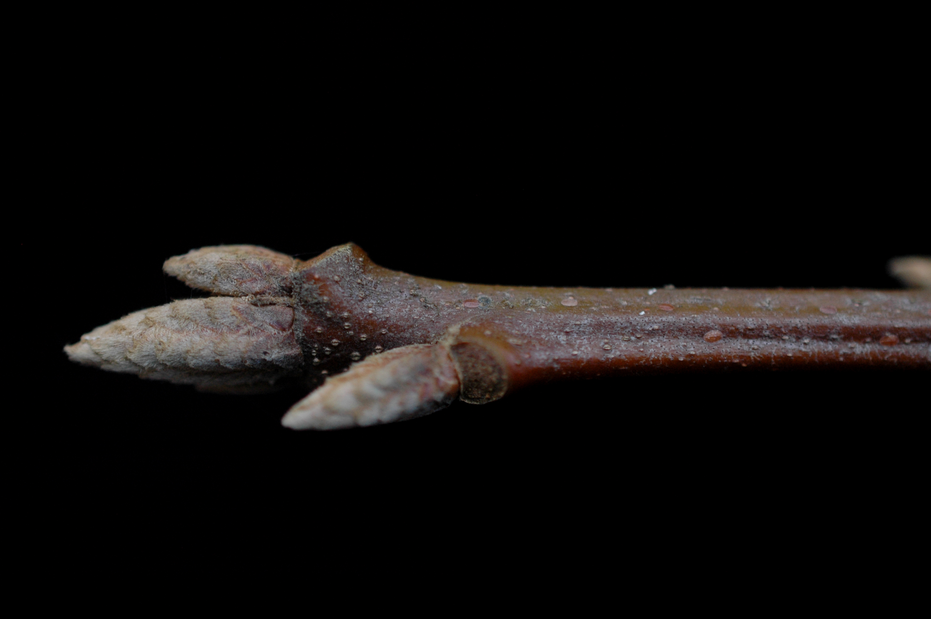 Black Oak photo 5