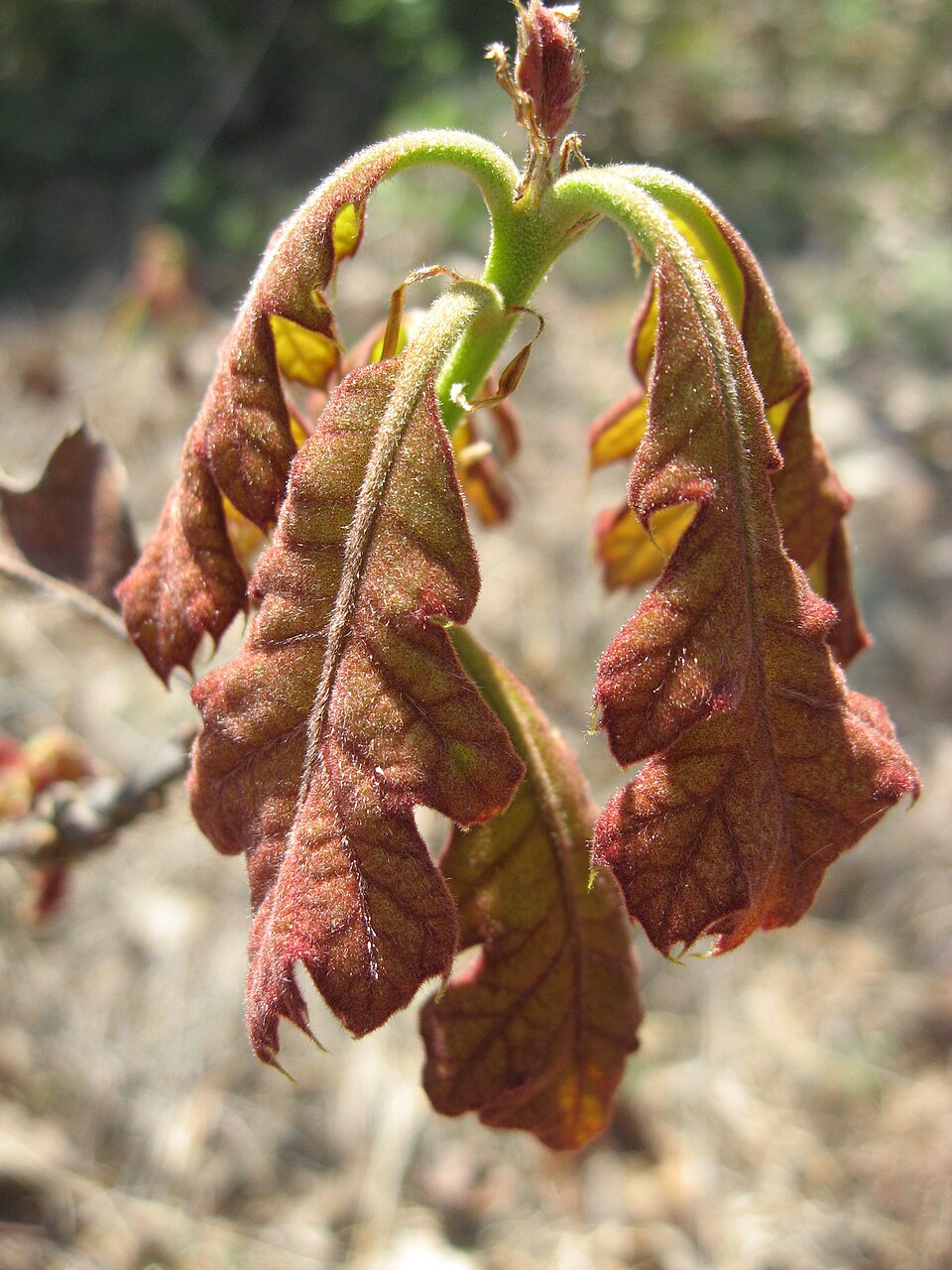 Black Oak photo 7