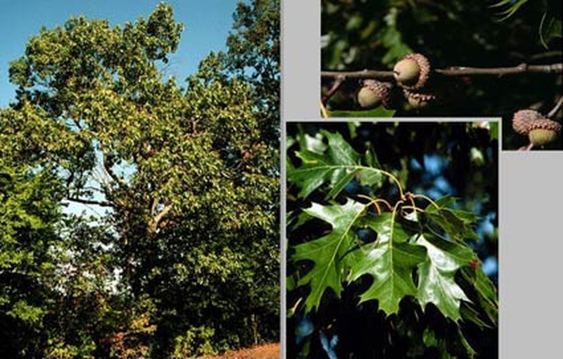 Black Oak photo 2