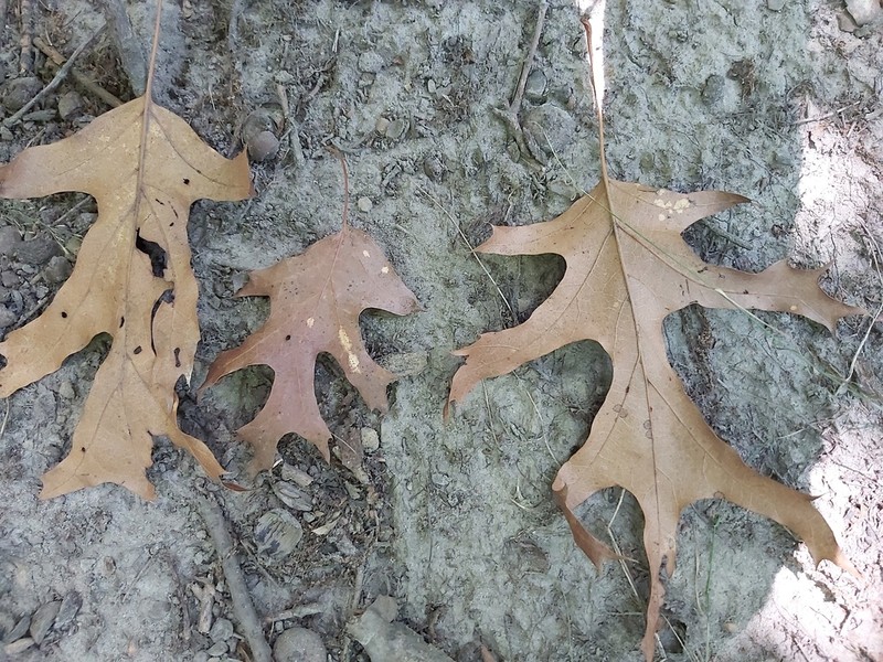 Black Oak photo 6