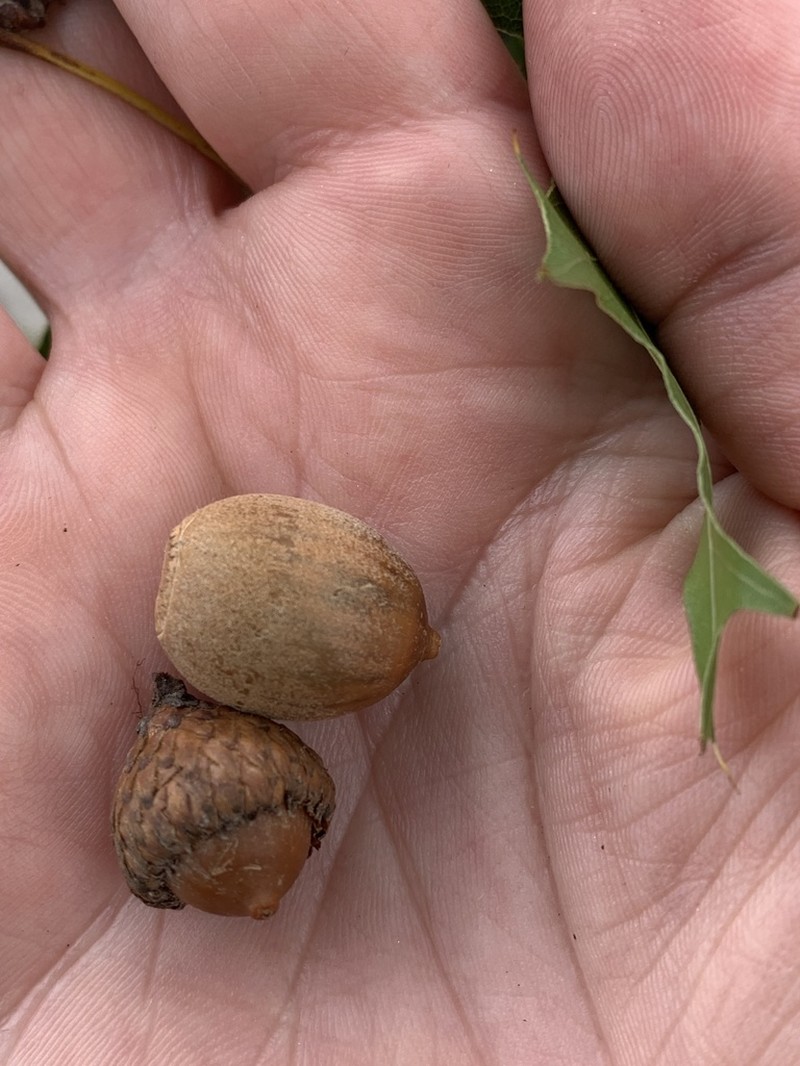 Black Oak photo 7
